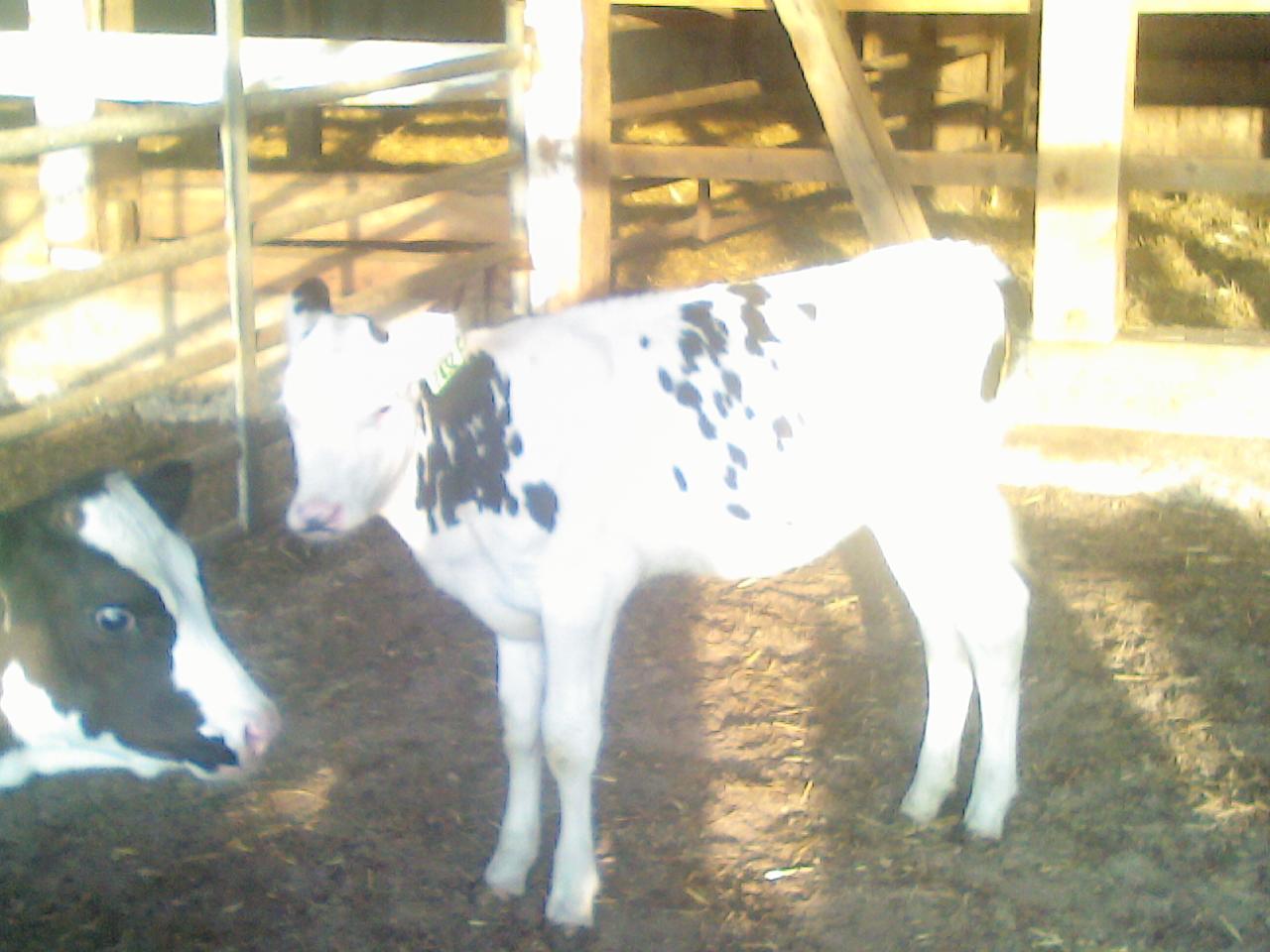Vetndairy Pt 211 Dam 7432